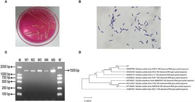 Bacillus subtilis Produces Amino Acids to Stimulate Protein Synthesis in Ruminal Tissue Explants via the Phosphatidylinositol-4,5-Bisphosphate 3-Kinase Catalytic Subunit Beta–Serine/Threonine Kinase–Mammalian Target of Rapamycin Complex 1 Pathway